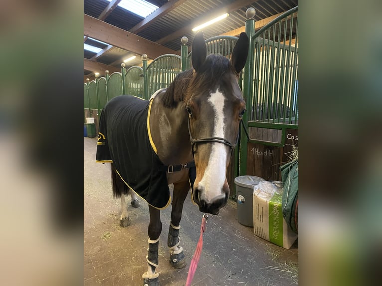 Francés de silla (Selle francais) Caballo castrado 7 años 167 cm Castaño in Neuried