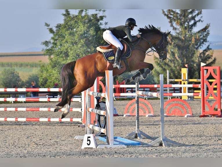 Francés de silla (Selle francais) Caballo castrado 7 años 167 cm Castaño in Neuried