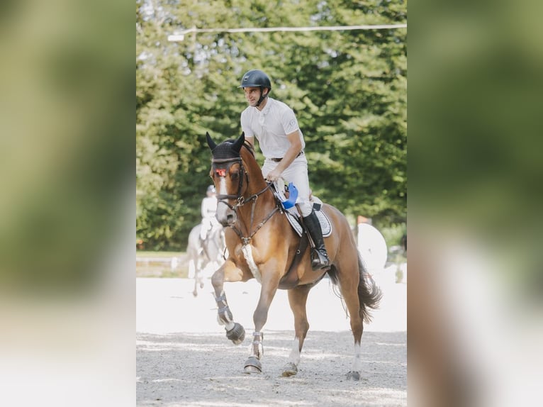 Francés de silla (Selle francais) Caballo castrado 7 años 167 cm Castaño in Neuried