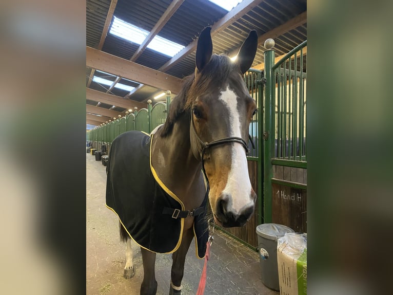 Francés de silla (Selle francais) Caballo castrado 7 años 167 cm Castaño in Neuried