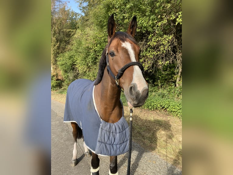 Francés de silla (Selle francais) Caballo castrado 7 años 167 cm Castaño in Neuried