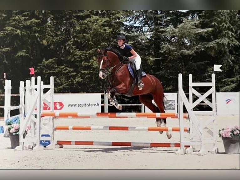 Francés de silla (Selle francais) Caballo castrado 7 años 170 cm Castaño in Pont de beauvoisin