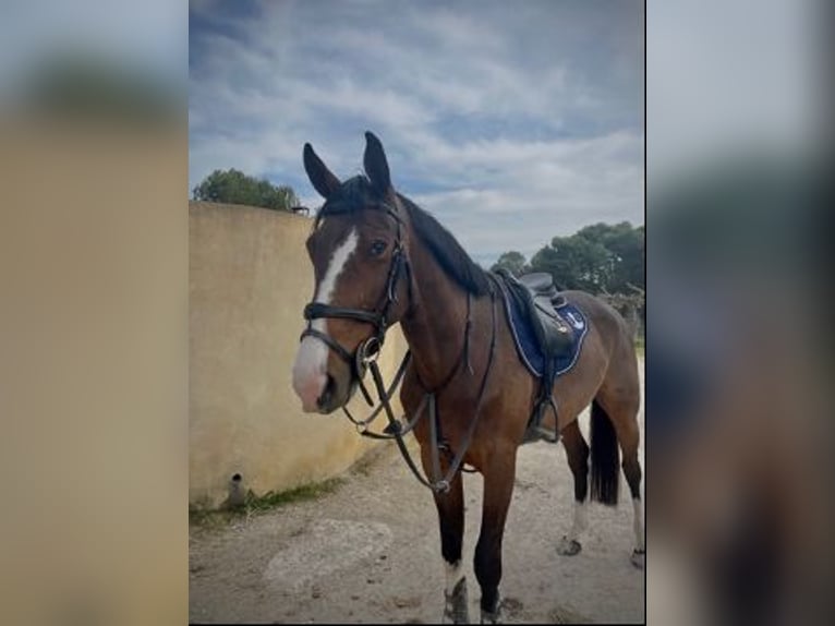 Francés de silla (Selle francais) Caballo castrado 7 años 170 cm Castaño in Pont de beauvoisin