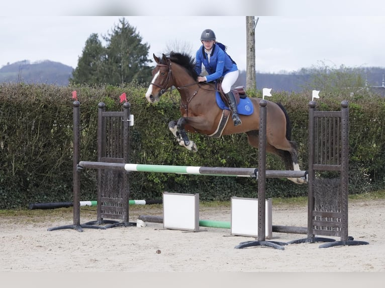 Francés de silla (Selle francais) Caballo castrado 7 años 170 cm Castaño in Pont de beauvoisin