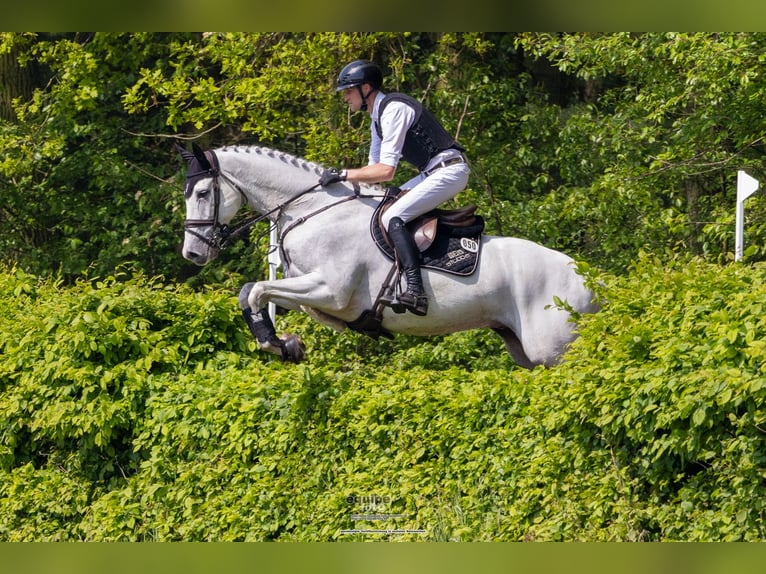 Francés de silla (Selle francais) Caballo castrado 7 años 172 cm Tordo in WachtbergWachtberg