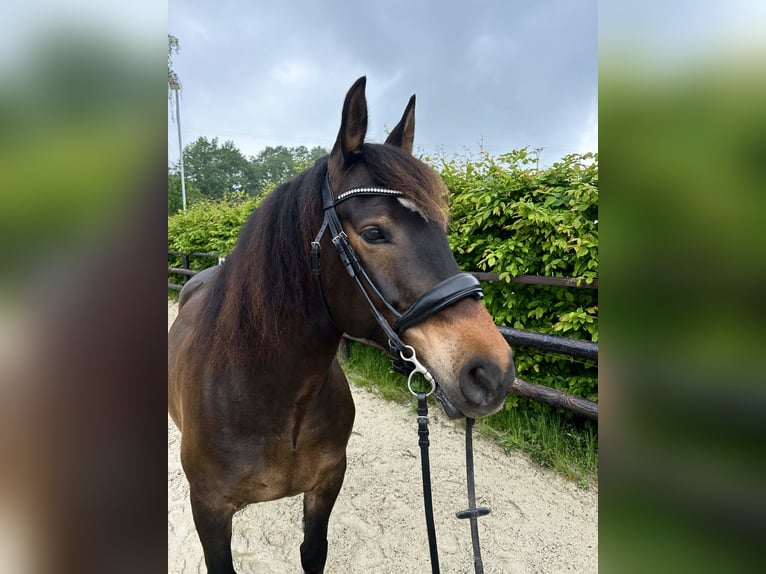 Francés de silla (Selle francais) Caballo castrado 8 años 150 cm Castaño in Sankt Katharinen