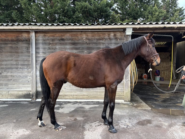 Francés de silla (Selle francais) Caballo castrado 8 años 164 cm Castaño in Mandres-les-roses