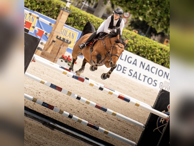 Francés de silla (Selle francais) Caballo castrado 8 años 165 cm Castaño in Malla