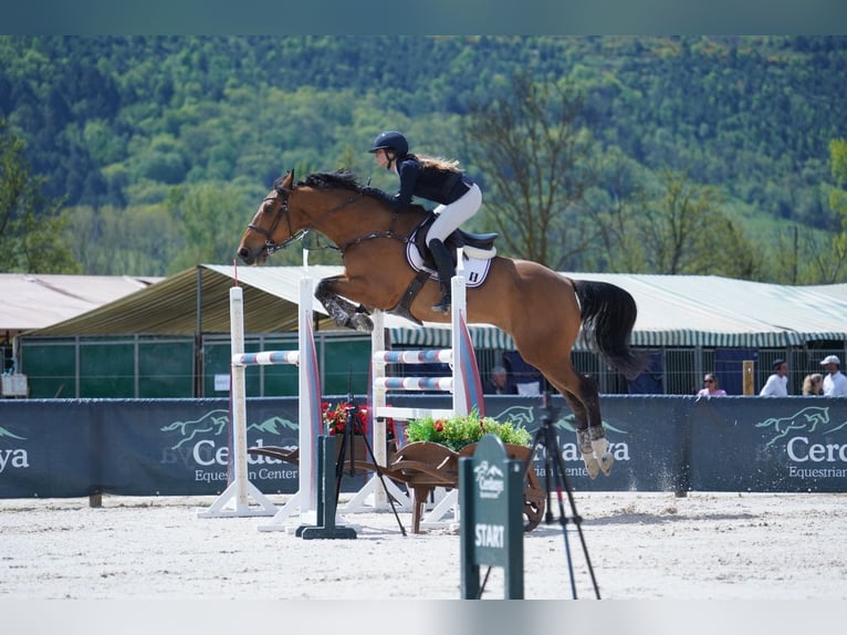 Francés de silla (Selle francais) Caballo castrado 8 años 165 cm Castaño in Malla