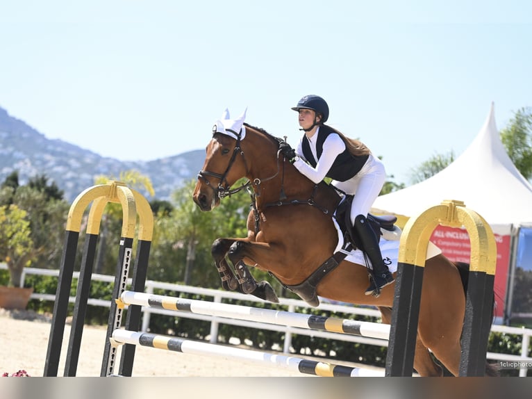 Francés de silla (Selle francais) Caballo castrado 8 años 165 cm Castaño in Malla