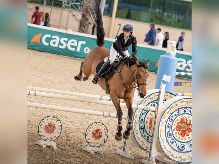 Francés de silla (Selle francais) Caballo castrado 8 años 165 cm Castaño in Malla