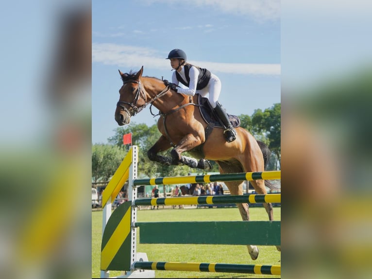 Francés de silla (Selle francais) Caballo castrado 8 años 165 cm Castaño in Malla