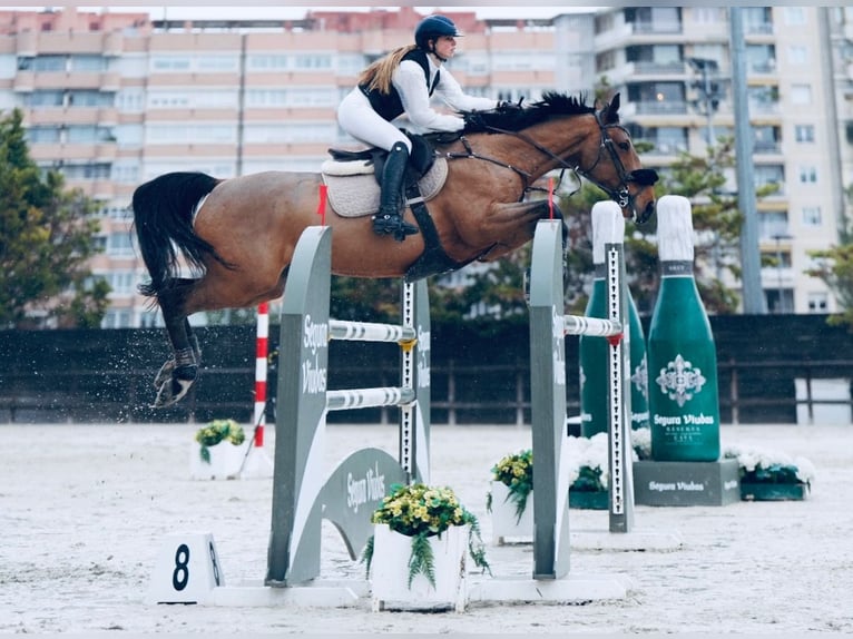 Francés de silla (Selle francais) Caballo castrado 8 años 165 cm Castaño in Malla