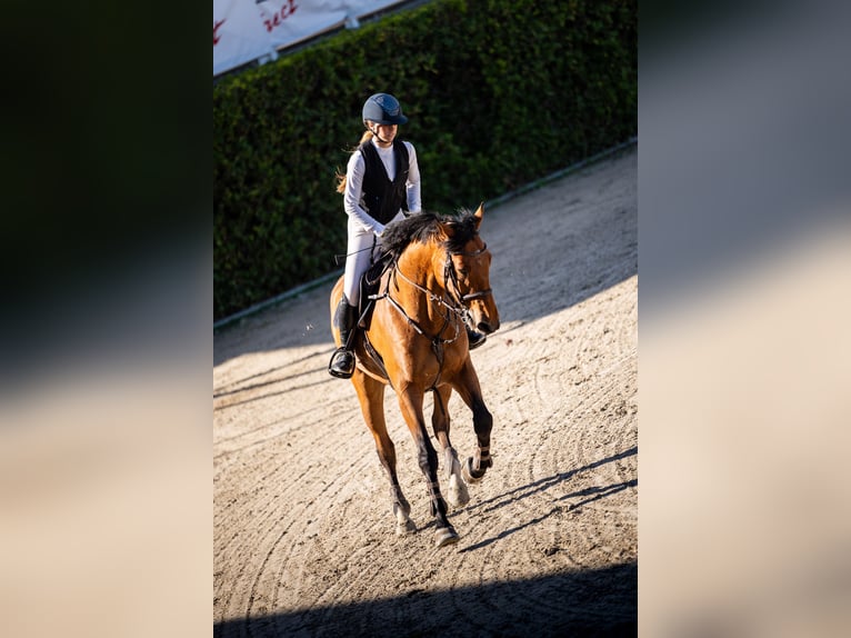 Francés de silla (Selle francais) Caballo castrado 8 años 165 cm Castaño in Malla