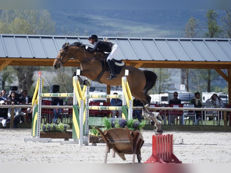 Francés de silla (Selle francais) Caballo castrado 8 años 165 cm Castaño in Malla