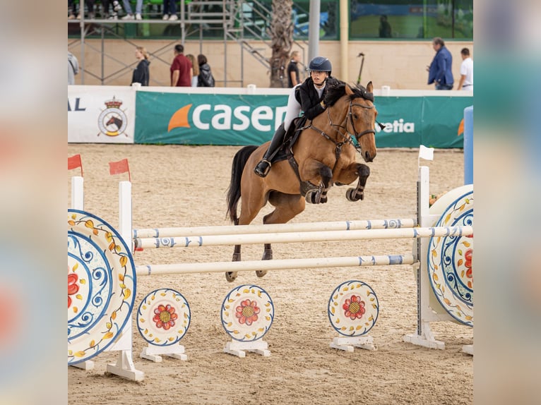 Francés de silla (Selle francais) Caballo castrado 8 años 165 cm Castaño in Malla