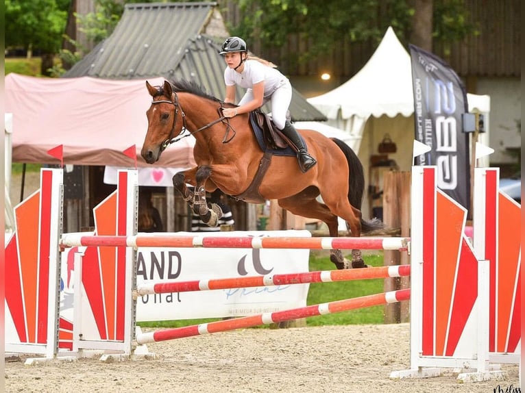 Francés de silla (Selle francais) Caballo castrado 8 años 166 cm Castaño rojizo in Bordeaux