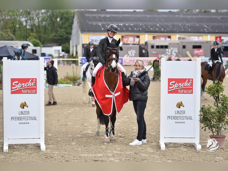 Francés de silla (Selle francais) Caballo castrado 8 años 167 cm Castaño in Neuried