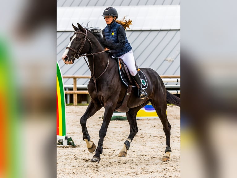 Francés de silla (Selle francais) Caballo castrado 8 años 168 cm Negro in Senlis