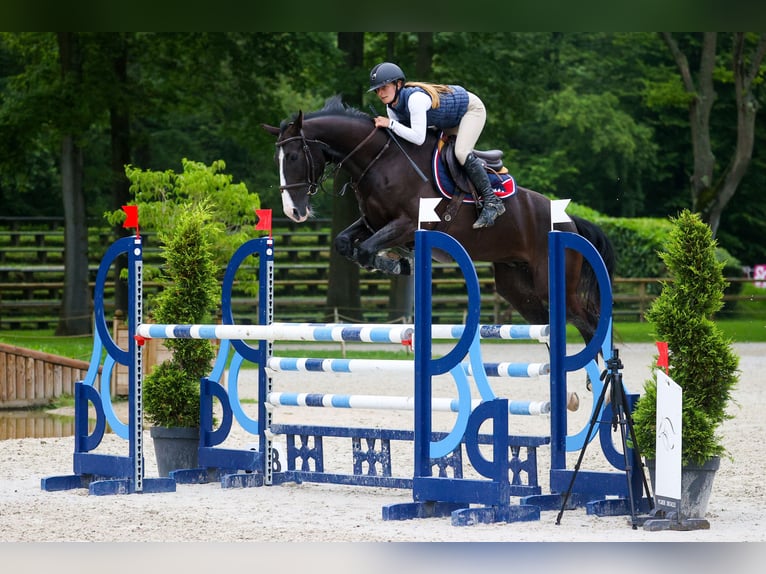 Francés de silla (Selle francais) Caballo castrado 8 años 168 cm Negro in Senlis