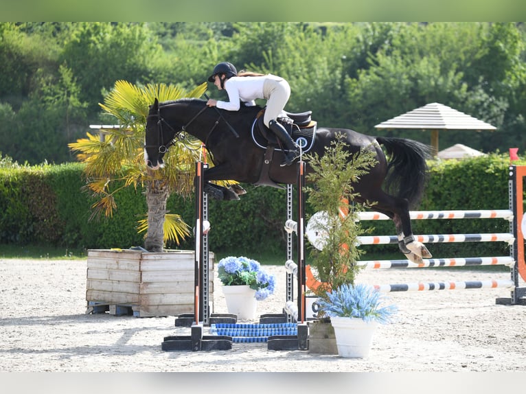 Francés de silla (Selle francais) Caballo castrado 8 años 168 cm Negro in Senlis