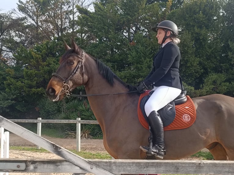 Francés de silla (Selle francais) Caballo castrado 8 años 169 cm Castaño in Béziers