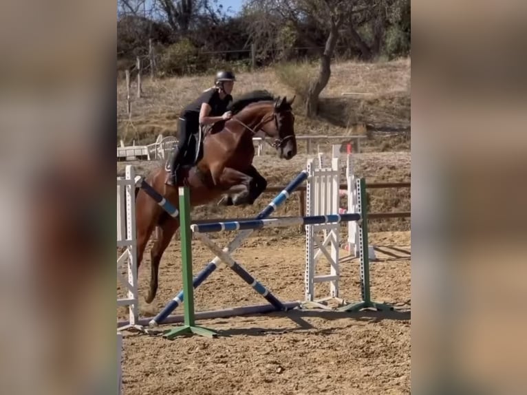 Francés de silla (Selle francais) Caballo castrado 8 años 169 cm Castaño in Béziers