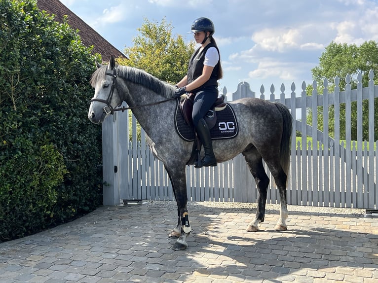 Francés de silla (Selle francais) Caballo castrado 9 años 147 cm Tordo in Kluisbergen