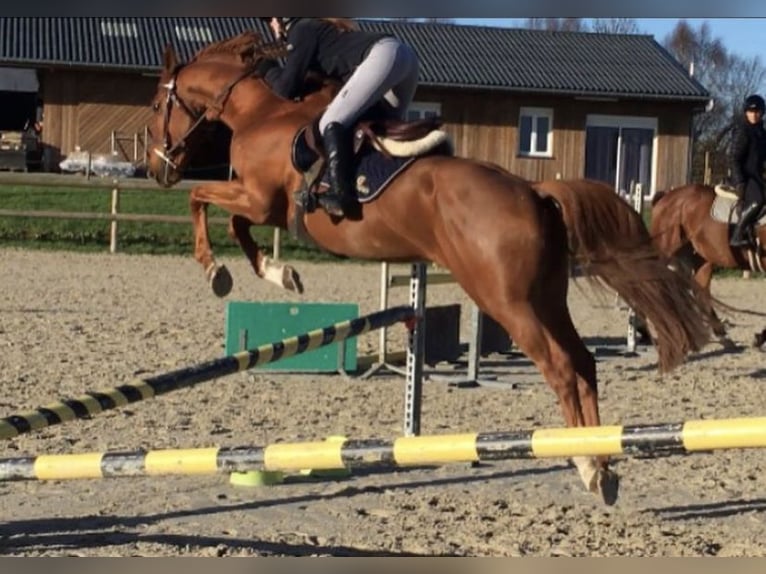 Francés de silla (Selle francais) Caballo castrado 9 años 160 cm Alazán in Douville en auge