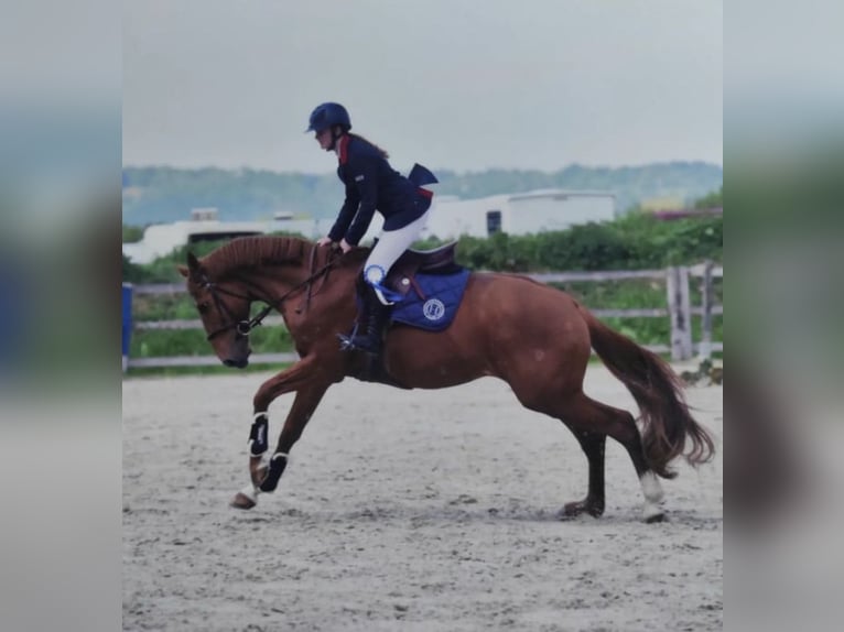 Francés de silla (Selle francais) Caballo castrado 9 años 160 cm Alazán in Douville en auge