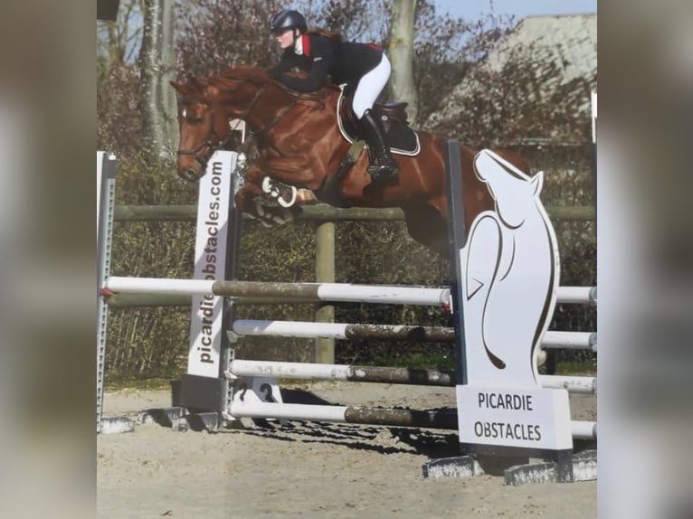 Francés de silla (Selle francais) Caballo castrado 9 años 160 cm Alazán in Douville en auge