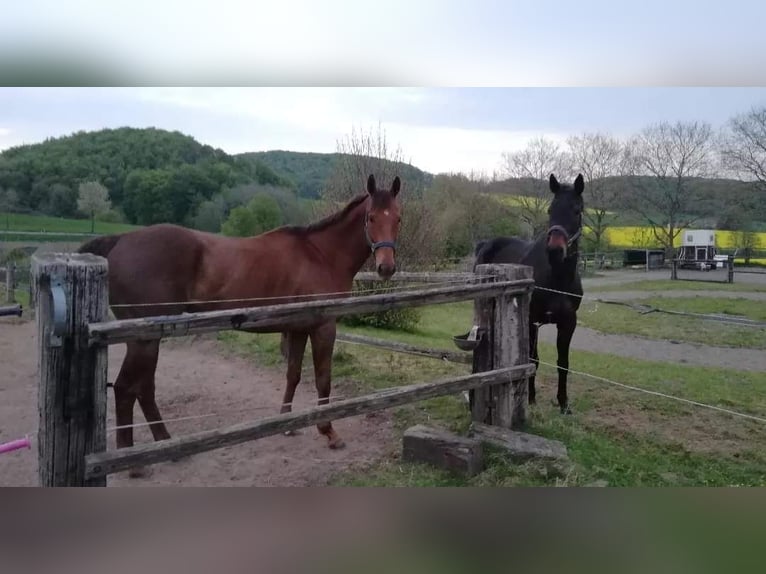 Francés de silla (Selle francais) Caballo castrado 9 años 168 cm Alazán in Dörentrup