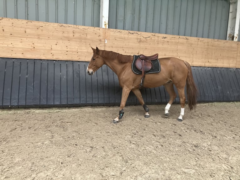 Francés de silla (Selle francais) Caballo castrado 9 años 169 cm Alazán in Meuse