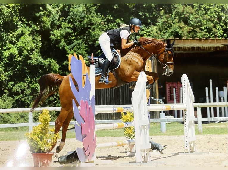 Francés de silla (Selle francais) Caballo castrado 9 años 171 cm Alazán-tostado in Roquebrune-sur-Argens