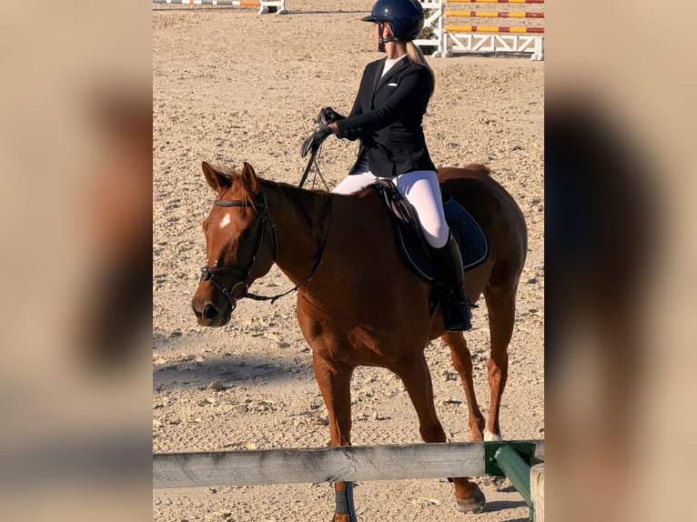 Francés de silla (Selle francais) Caballo castrado 9 años 171 cm Alazán-tostado in Roquebrune-sur-Argens