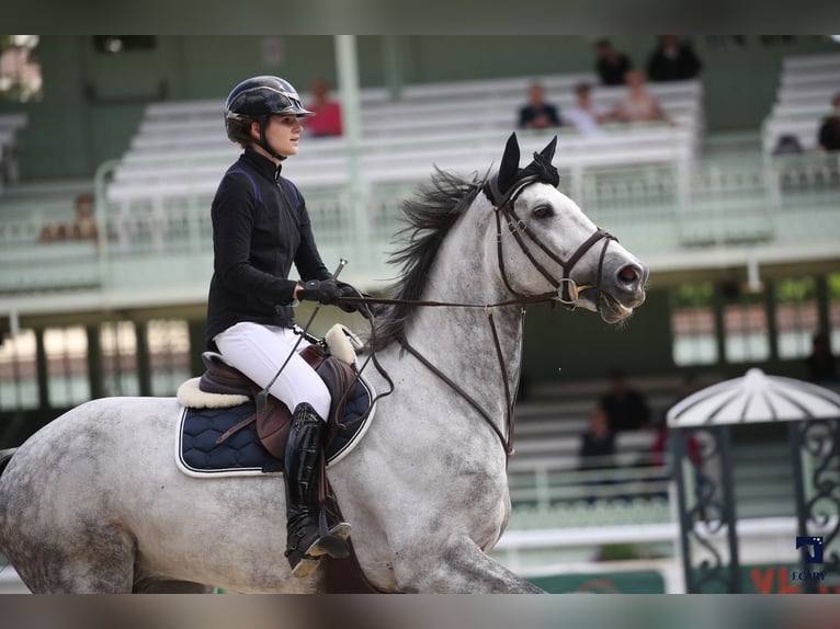 Francés de silla (Selle francais) Caballo castrado 9 años 171 cm Tordo rodado in Founex