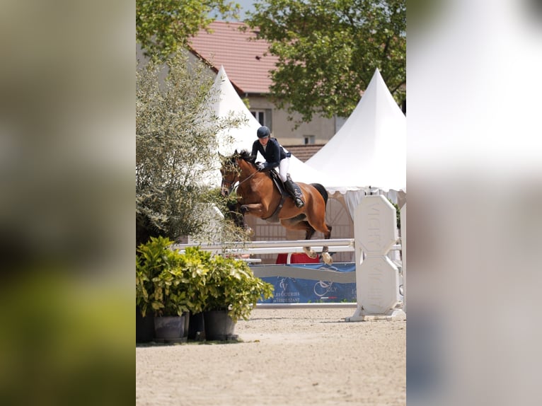 Francés de silla (Selle francais) Caballo castrado 9 años 173 cm Castaño in Reyrieux