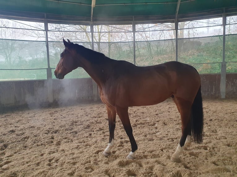 Francés de silla (Selle francais) Caballo castrado 9 años 173 cm Castaño in Reyrieux