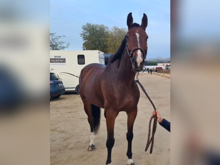 Francés de silla (Selle francais) Caballo castrado 9 años 173 cm Castaño in Reyrieux