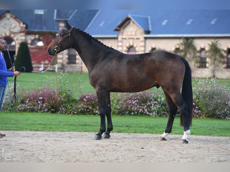 Francés de silla (Selle francais) Semental 10 años 165 cm Castaño in La Chapelle en Juger, Basse-Normandie