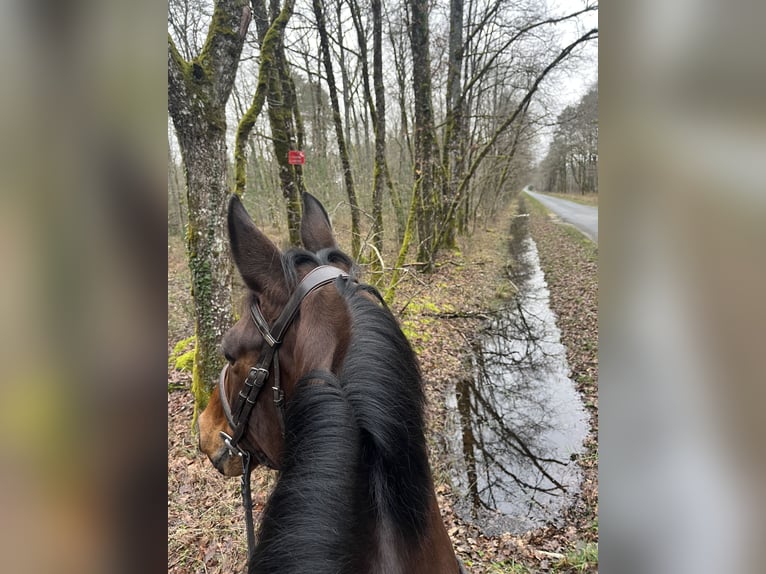 Francés de silla (Selle francais) Semental 10 años 168 cm Castaño in Souvigny-En-Sologne