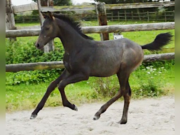 Francés de silla (Selle francais) Semental 1 año 140 cm Castaño in Eijsden