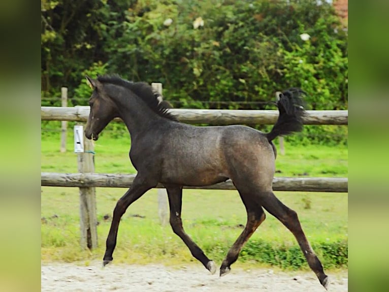 Francés de silla (Selle francais) Semental 1 año 140 cm Castaño in Eijsden