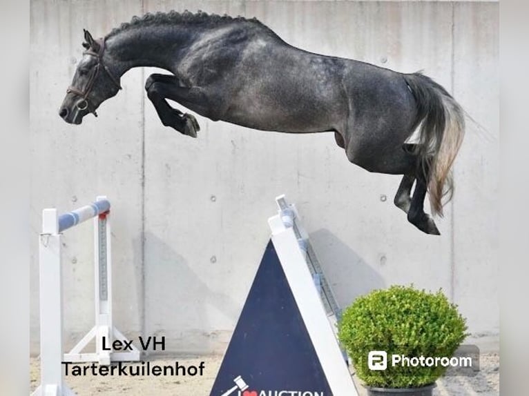 Francés de silla (Selle francais) Semental 1 año 140 cm Castaño in Eijsden