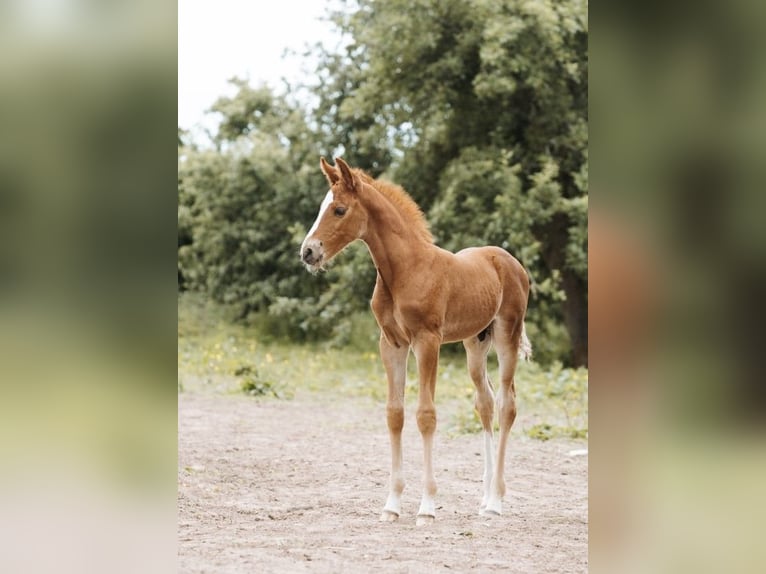 Francés de silla (Selle francais) Semental 1 año 165 cm Alazán-tostado in Saint-Lô