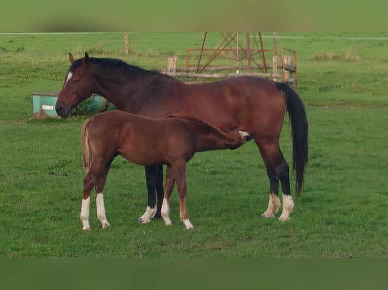 Francés de silla (Selle francais) Semental 1 año Alazán-tostado in SANDAUCOURT