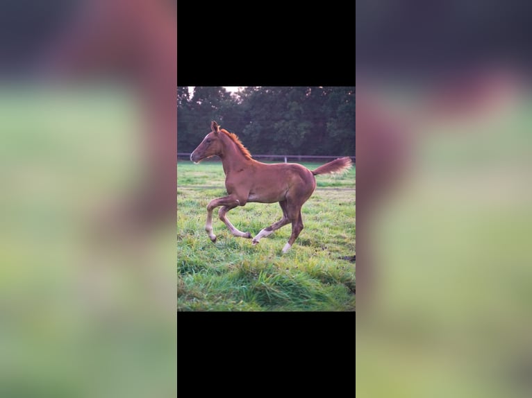 Francés de silla (Selle francais) Semental 1 año Alazán-tostado in DURCET