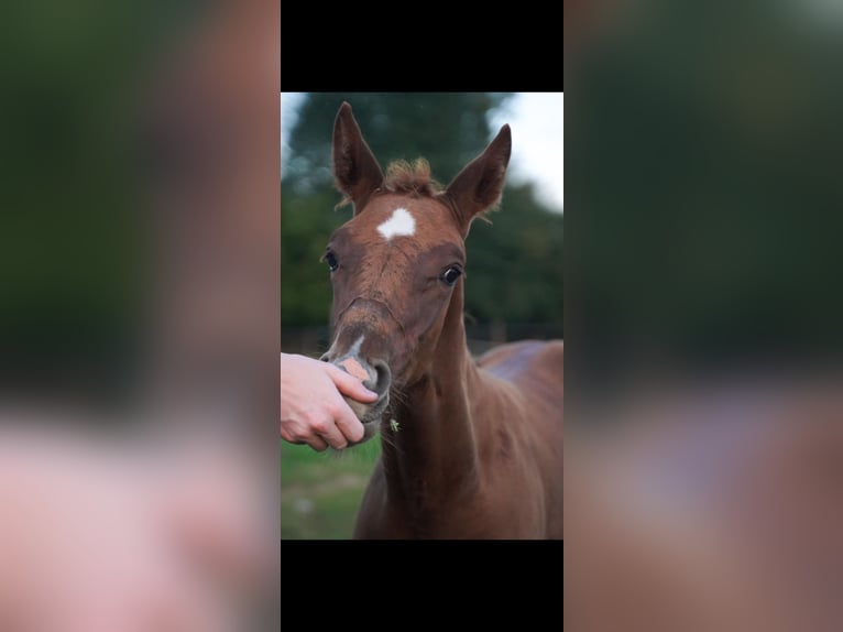 Francés de silla (Selle francais) Semental 1 año Alazán-tostado in DURCET