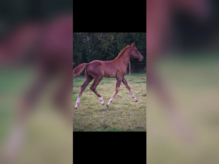 Francés de silla (Selle francais) Semental 1 año Alazán-tostado in DURCET