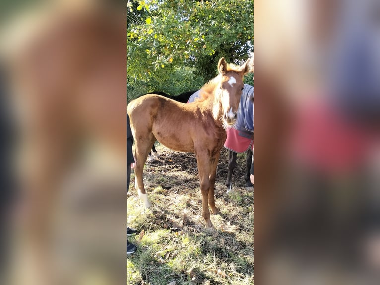 Francés de silla (Selle francais) Semental 1 año Alazán-tostado in DURCET